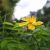 Télizöld orbáncfű - Hypericum calycinum - Konténeres