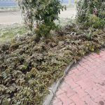 Télizöld orbáncfű - Hypericum calycinum - Konténeres