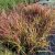 Piros alangfű - Imperata cylindrica 'Red Baron'