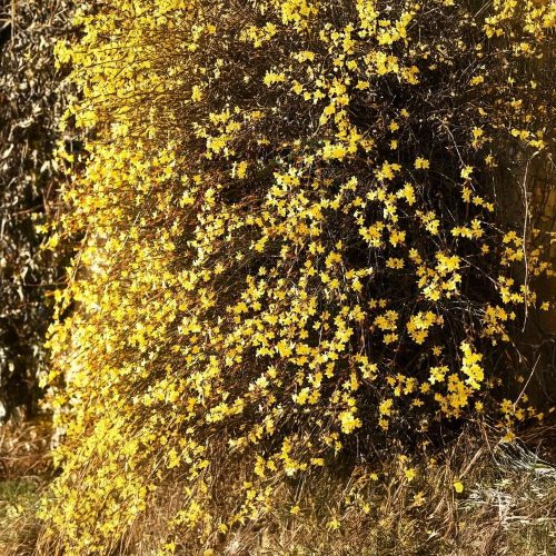Téli jázmin - Jasminum nudiflorum - Konténeres