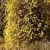 Téli jázmin - Jasminum nudiflorum - Konténeres