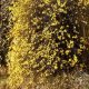 Téli jázmin - Jasminum nudiflorum - Konténeres