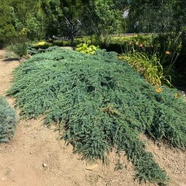   Kék levelű henyeboróka - Juniperus horizontalis ’Blue Chip’