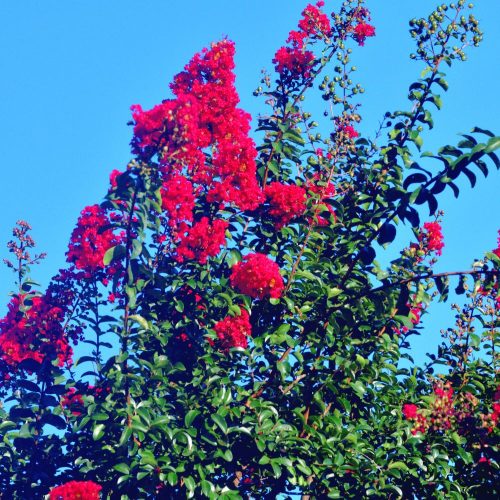 Piros virágú selyemmirtusz - Lagerstroemia indica 'Red Rocket' Konténeres
