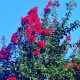 Piros virágú selyemmirtusz - Lagerstroemia indica 'Red Rocket' Konténeres