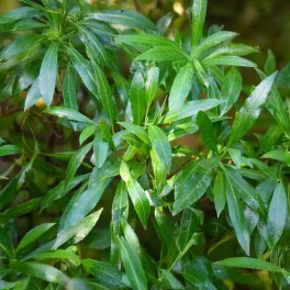  Kaukázusi babérmeggy - Prunus laurocerasus 'Caucasica' - Konténeres