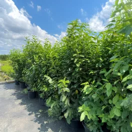 Egészséges Genolia oszlopos babérmeggy csemete konténerben, karcsú, felfelé törő ágrendszerrel és fényes sötétzöld levelekkel Genolia oszlopos babérmeggy (Prunus laurocerasus 'Genolia'®)
