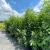 Egészséges Genolia oszlopos babérmeggy csemete konténerben, karcsú, felfelé törő ágrendszerrel és fényes sötétzöld levelekkel Genolia oszlopos babérmeggy (Prunus laurocerasus 'Genolia'®)
