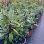 Egészséges Genolia oszlopos babérmeggy csemete konténerben, karcsú, felfelé törő ágrendszerrel és fényes sötétzöld levelekkel Genolia oszlopos babérmeggy (Prunus laurocerasus 'Genolia'®)