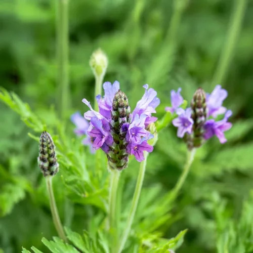 Kék törpe levendula - Lavandula angustifolia ’Munstead' - Konténeres