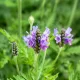 Kék törpe levendula - Lavandula angustifolia ’Munstead' - Konténeres