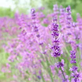   Rózsás levendula - Lavandula angustifolia ’Rosea’ - Konténeres