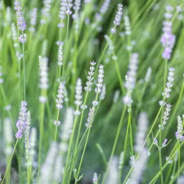 Fehér virágú levendula - Lavandula angustifolia 
