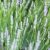 Fehér virágú levendula - Lavandula angustifolia 