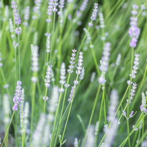 Fehér virágú levendula - Lavandula angustifolia 'Elegance White’ (3 db/csomag) - Konténeres