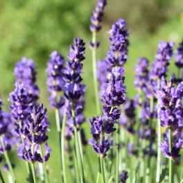 Egészséges Hidcote Blue keskenylevelű levendula csemete konténerben, ezüstös lombozattal és dús hajtásokkal Hidcote Blue keskenylevelű levendula (Lavandula angustifolia 'Hidcote Blue')