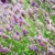 Lavandula x chaytoriae 'Richard Gray'  - Konténeres