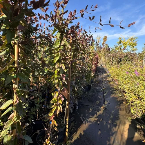 Egészséges Purpurea japán lugaslonc kúszónövény konténerben, sötét bíborvörös levelekkel és illatos virágokkal Purpurea japán lugaslonc (Lonicera japonica 'Purpurea')