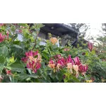 Egészséges Purpurea japán lugaslonc kúszónövény konténerben, sötét bíborvörös levelekkel és illatos virágokkal Purpurea japán lugaslonc (Lonicera japonica 'Purpurea')