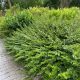 Örökzöld lonc - Lonicera nitida 'Maigrün' - Konténeres