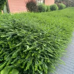 Örökzöld talajtakaró lonc - Lonicera pileata