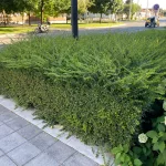 Örökzöld talajtakaró lonc - Lonicera pileata