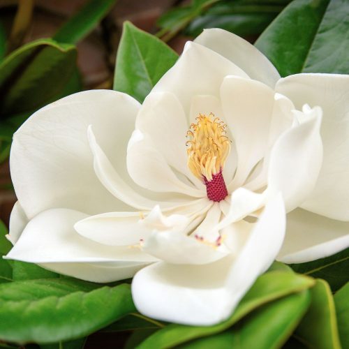 Teltvirágú örökzöld liliomfa - Magnolia grandiflora 'Bracken's Brown Beauty' - Konténeres