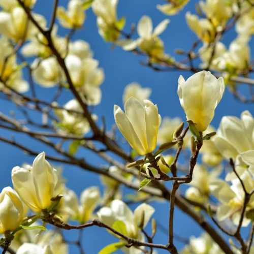 Sárga virágú liliomfa - Magnolia x brooklynensis  'Yellow Bird' - Konténeres