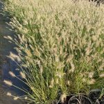 Kínai évelő tollborzfű - Pennisetum alopecuroides 'Little Bunny' - Konténeres