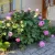 Fás bazsarózsa - Paeonia suffruticosa