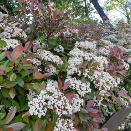   Little Red Robin korallberkenye - Photinia x fraseri 'Little Red Robin' - Konténeres