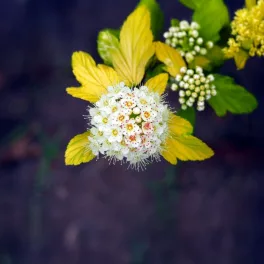   Kanári hólyagvessző - Physocarpus opulifolius 'Luteus' - Konténeres