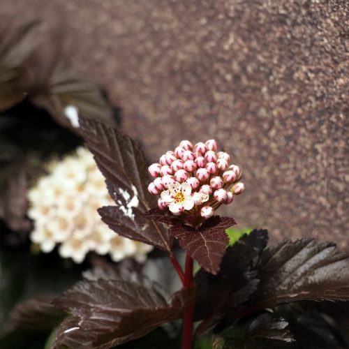 Mélybordó hólyagvessző - Physocarpus opulifolius 'Diabolo'® - Konténeres