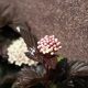 Mélybordó hólyagvessző - Physocarpus opulifolius 'Diabolo'® - Konténeres