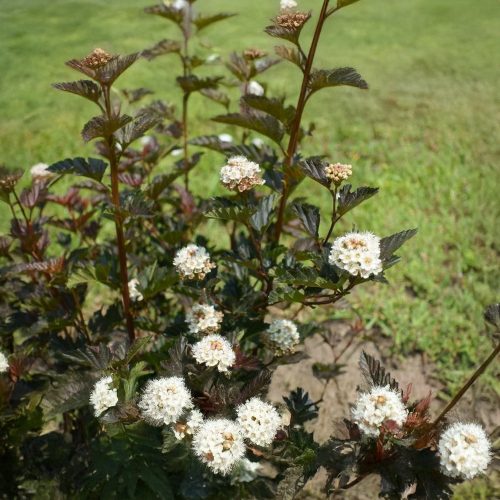Vörös lombú hólyagvesző - Physocarpus opulifolius  'Summer Wine'® - Konténeres