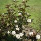 Vörös lombú hólyagvesző - Physocarpus opulifolius  'Summer Wine'® - Konténeres
