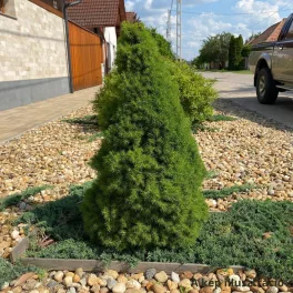  Cukorsüvegfenyő - Picea glauca 'Conica' - Konténeres