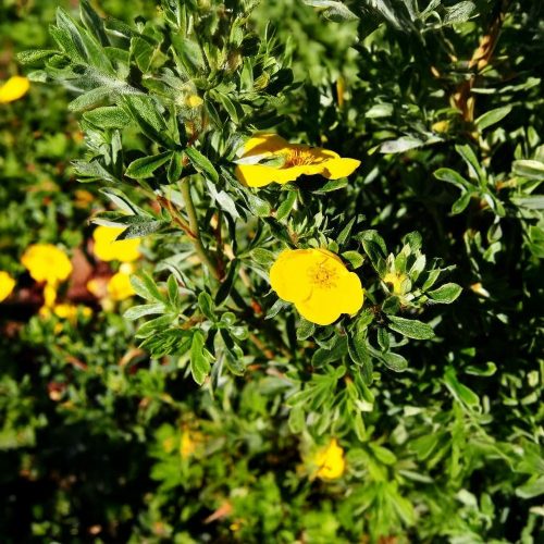Goldfinger cserjéspimpó - Potentilla fruticosa 'Goldfinger' - Konténeres