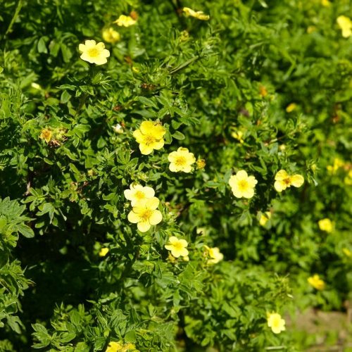 Kobold cserjéspimpó - Potentilla fruticosa 'Kobold' - Konténeres