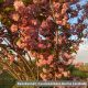 Oszlopos japán díszcseresznye - Prunus serrulata 'Amanogawa' - Konténeres