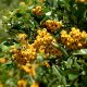 Soleil citrom tűztövise - Pyracantha coccinea 'Soleil d'Or' - Konténeres