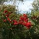 Vérpiros tűztövis - Pyracantha coccinea 'Mohave' - Konténeres