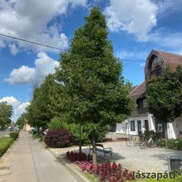   Kínai díszkörte - Pyrus calleryana ’Chanticleer’ - Konténeres