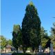 Kocsányos tölgy - Quercus robur 'Fastigiata' - Konténeres