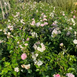   Rózsaszín talajtakaró rózsa - Rosa 'The Fairy' 