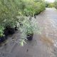 Uráli csigolyafűz - Salix purpurea 'Gracilis' - Konténeres