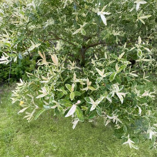 Tarka japán fűz - Salix integra 'Hakuro-nishiki' - Bokor