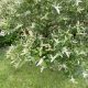 Tarka japán fűz - Salix integra 'Hakuro-nishiki' - Bokor