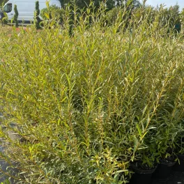 Serevényfűz - Salix rosmarinifolia