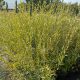Serevényfűz - Salix rosmarinifolia